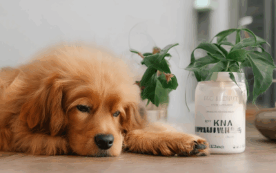 Discovering Eco-Friendly Pet Care: Sustainable Products and Their Impact on Our Planet